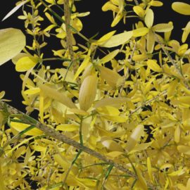 Alternative view of Forsythia (v1)