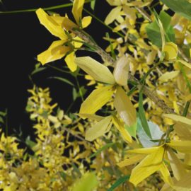 Alternative view of Forsythia (v10)