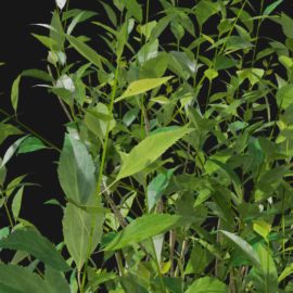 Alternative view of Forsythia (v2)