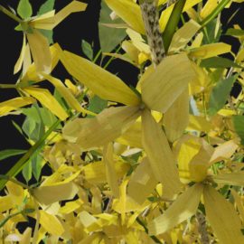 Alternative view of Forsythia (v3)