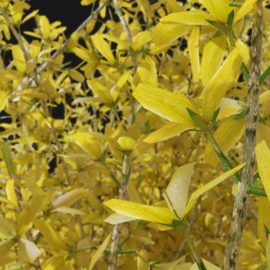 Alternative view of Forsythia (v5)