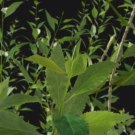 Alternative view of Forsythia (v6)