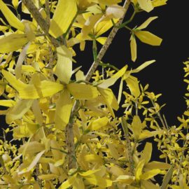 Alternative view of Forsythia (v7)
