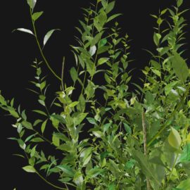 Alternative view of Forsythia (v8)