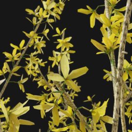 Alternative view of Forsythia (v9)