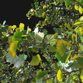 Alternative view of Ginkgo Tree (v1)