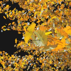 Alternative view of Ginkgo Tree (v10)