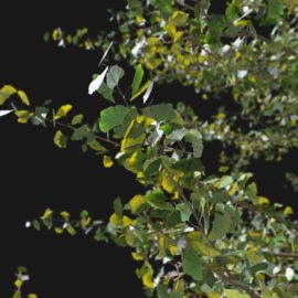 Alternative view of Ginkgo Tree (v11)