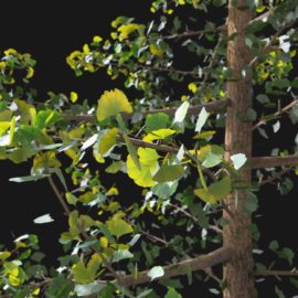 Alternative view of Ginkgo Tree (v8)