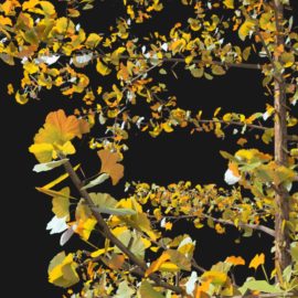 Alternative view of Ginkgo Tree (v3)