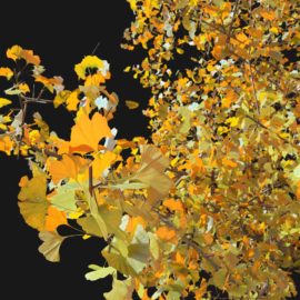 Alternative view of Ginkgo Tree (v4)