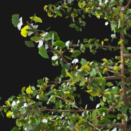 Alternative view of Ginkgo Tree (v5)