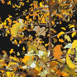 Alternative view of Ginkgo Tree (v6)