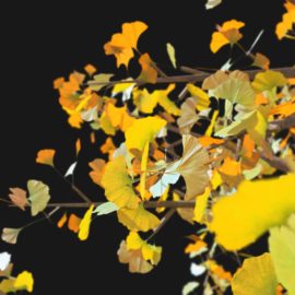 Alternative view of Ginkgo Tree (v2)