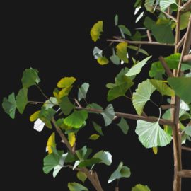 Alternative view of Ginkgo Tree (v9)