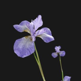 Alternative view of Iris Flower (v1)