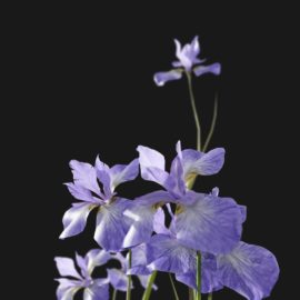 Alternative view of Iris Flower (v10)