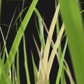 Alternative view of Iris Flower (v2)