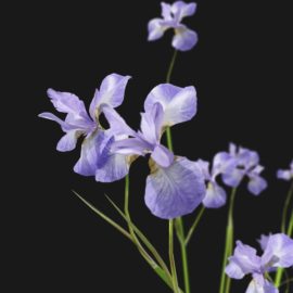 Alternative view of Iris Flower (v3)