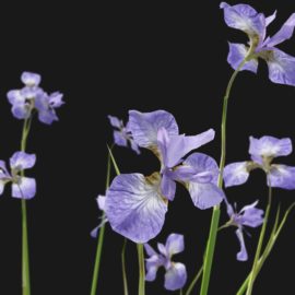 Alternative view of Iris Flower (v4)