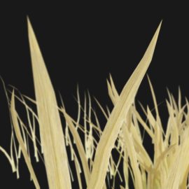 Alternative view of Iris Flower (v6)