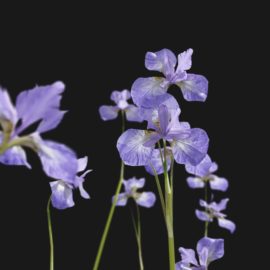 Alternative view of Iris Flower (v7)