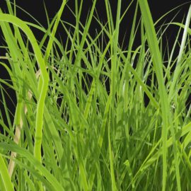 Alternative view of Iris Flower (v9)