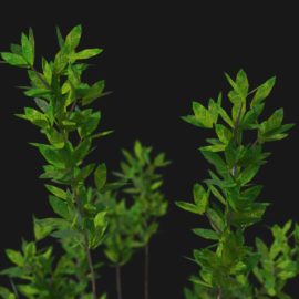 Alternative view of Azalea (v1)