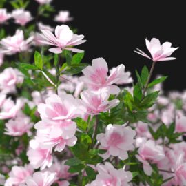 Alternative view of Azalea (v10)