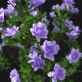 Alternative view of Azalea (v2)