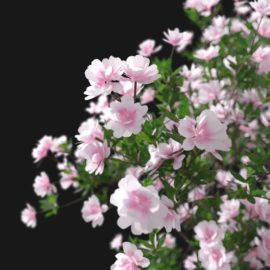 Alternative view of Azalea (v3)