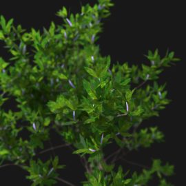 Alternative view of Azalea (v4)