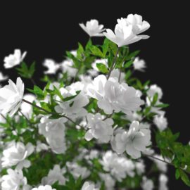 Alternative view of Azalea (v5)