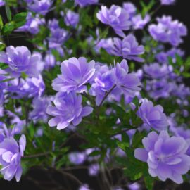 Alternative view of Azalea (v8)