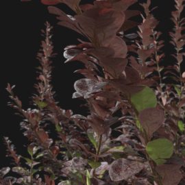 Alternative view of Japanese Barberry (v1)