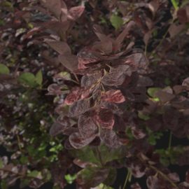 Alternative view of Japanese Barberry (v10)