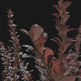 Alternative view of Japanese Barberry (v2)