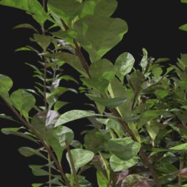 Alternative view of Japanese Barberry (v3)