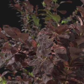 Alternative view of Japanese Barberry (v4)