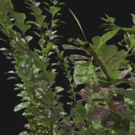 Alternative view of Japanese Barberry (v5)