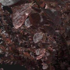 Alternative view of Japanese Barberry (v6)