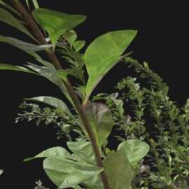 Alternative view of Japanese Barberry (v7)