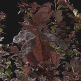 Alternative view of Japanese Barberry (v8)