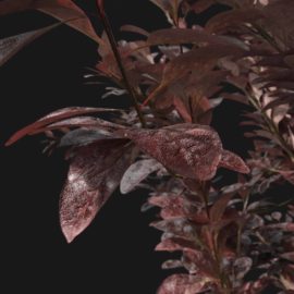 Alternative view of Japanese Barberry (v9)