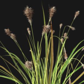 Alternative view of Japanese Sedge Grass (v10)