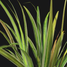 Alternative view of Japanese Sedge Grass (v11)