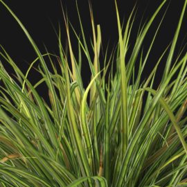 Alternative view of Japanese Sedge Grass (v2)