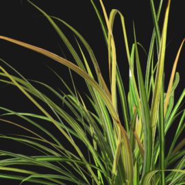 Alternative view of Japanese Sedge Grass (v3)