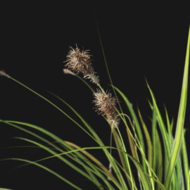 Alternative view of Japanese Sedge Grass (v4)
