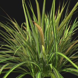Alternative view of Japanese Sedge Grass (v5)